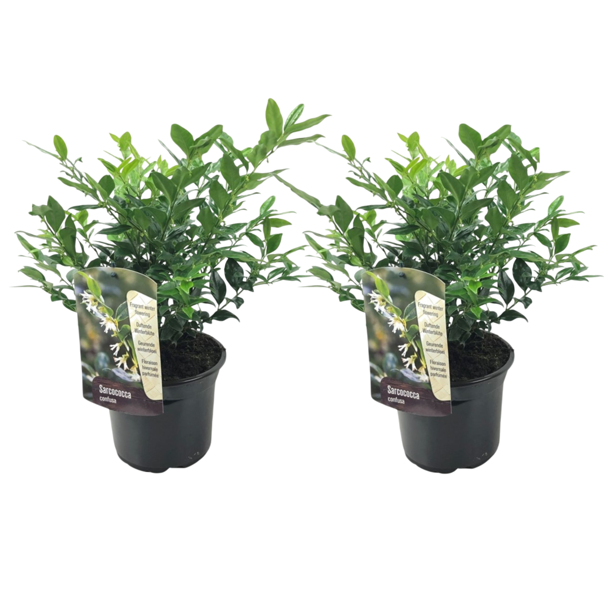 Sarcocoque confus - Set de 2 - Sarcococca 'Confusa' - Hauteur 30-40cm - ⌀17cm