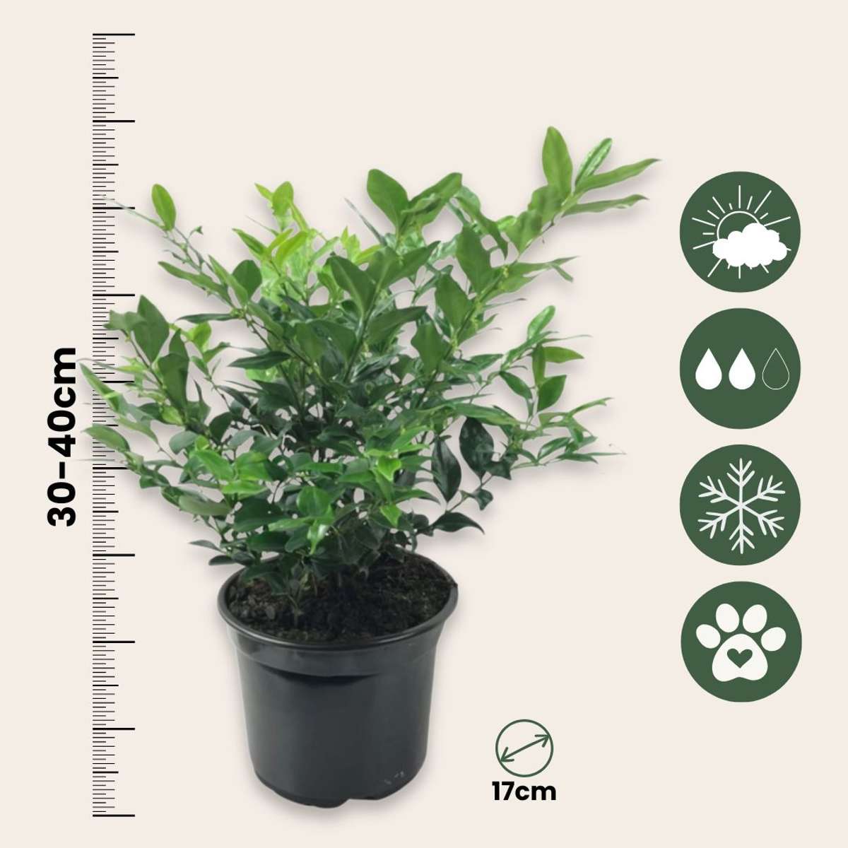Sarcocoque confus - Set de 2 - Sarcococca 'Confusa' - Hauteur 30-40cm - ⌀17cm