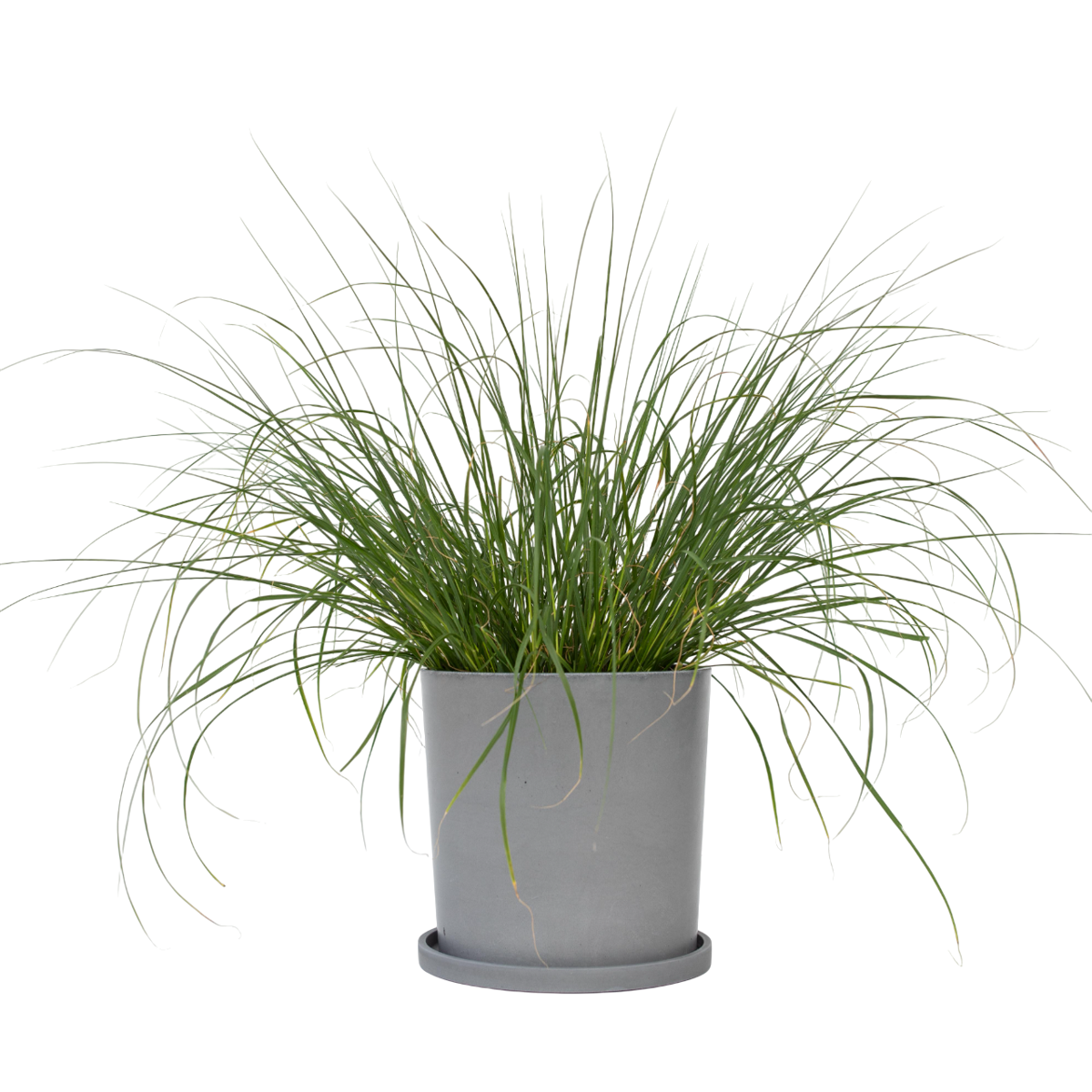 Pennisétum - Pennisetum alopecuroides 'Hameln' - Hauteur 20-30cm - ⌀23cm