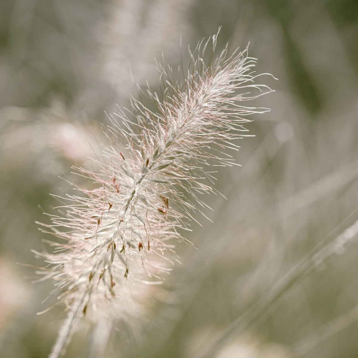 Pennisétum - Set de 2 - Pennisetum alopecuroides 'Hameln' - H20-30cm - ⌀23cm
