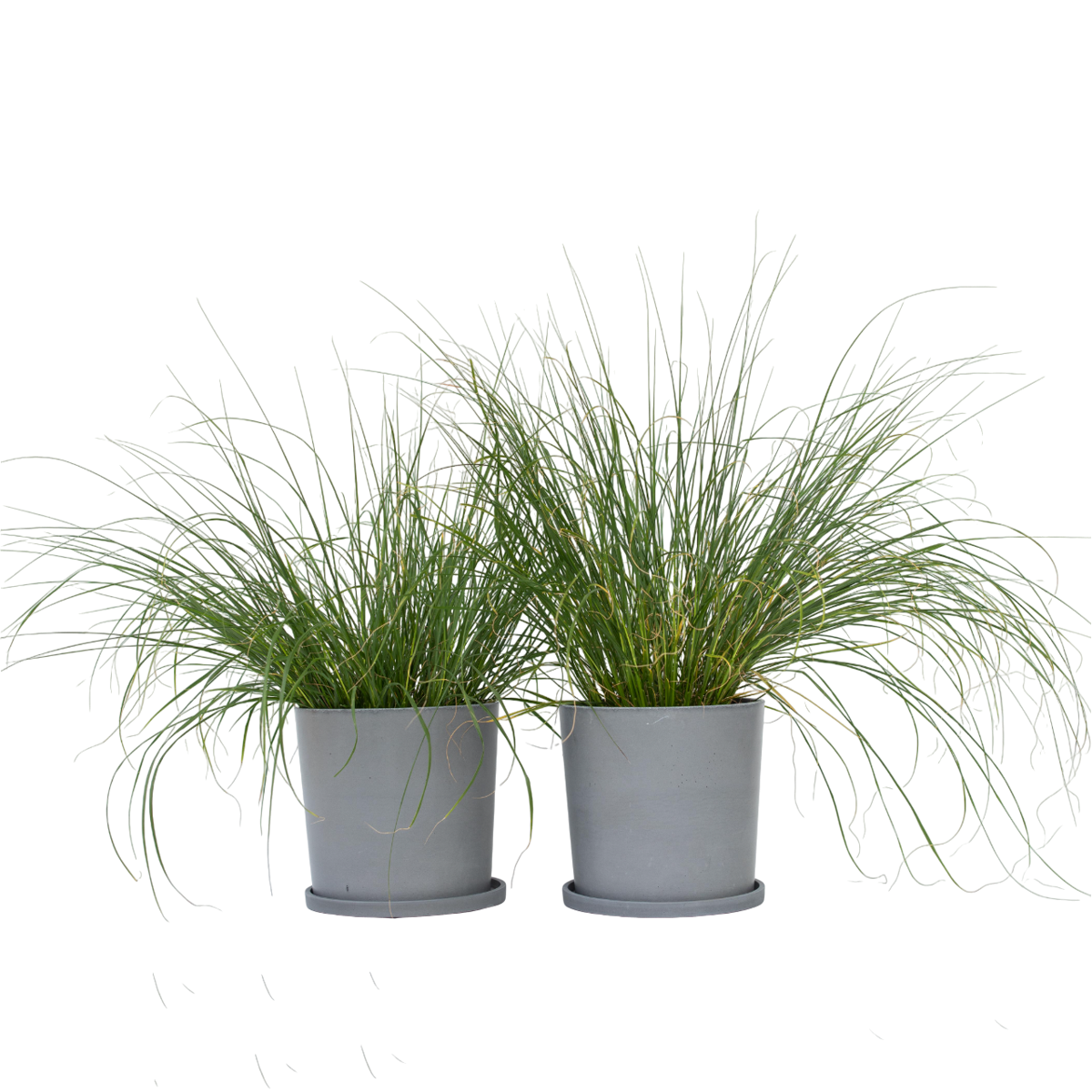 Pennisétum - Set de 2 - Pennisetum alopecuroides 'Hameln' - H20-30cm - ⌀23cm