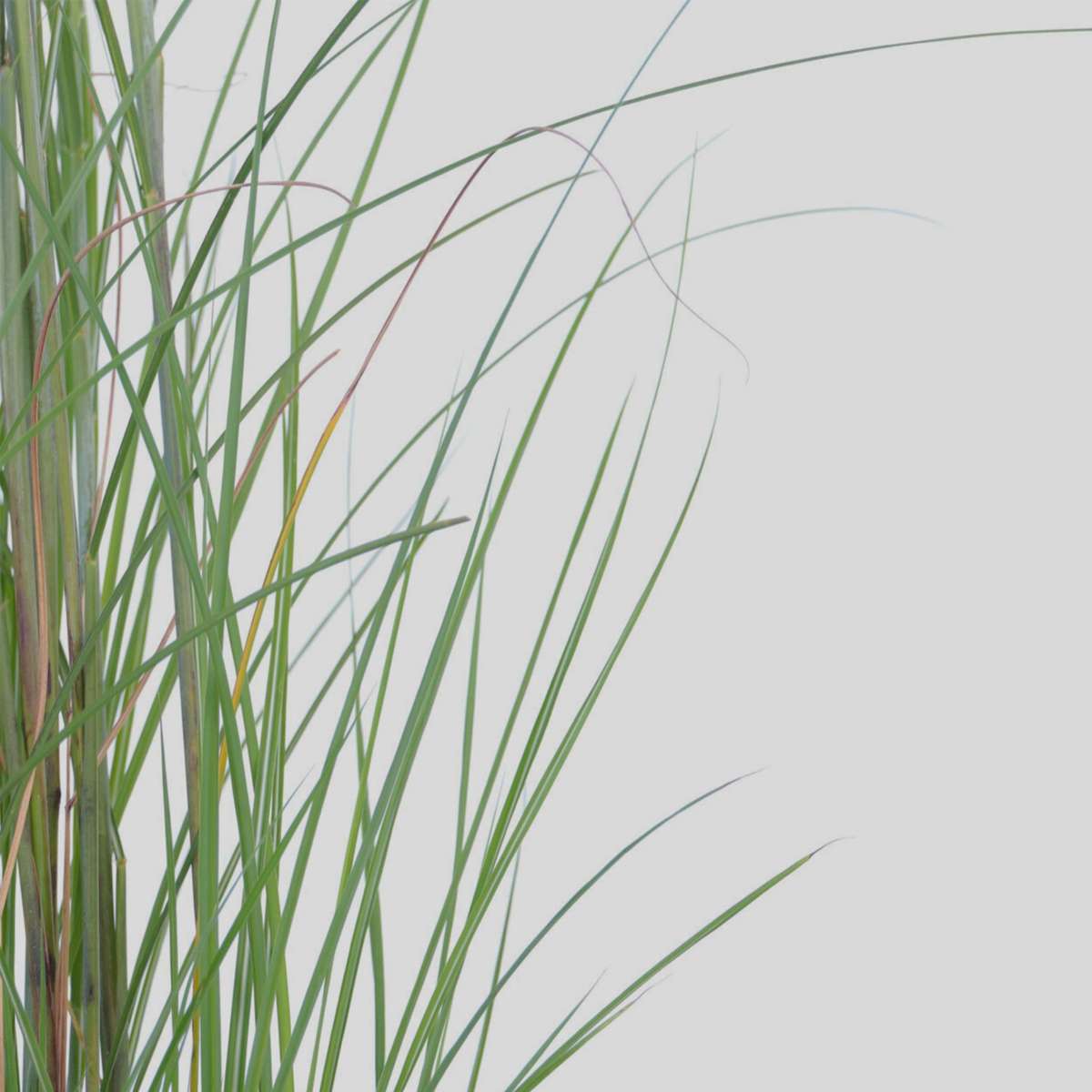 Roseau de Chine - Miscanthus sinensis 'Gracillimus' - Hauteur 40-60cm - ⌀23cm