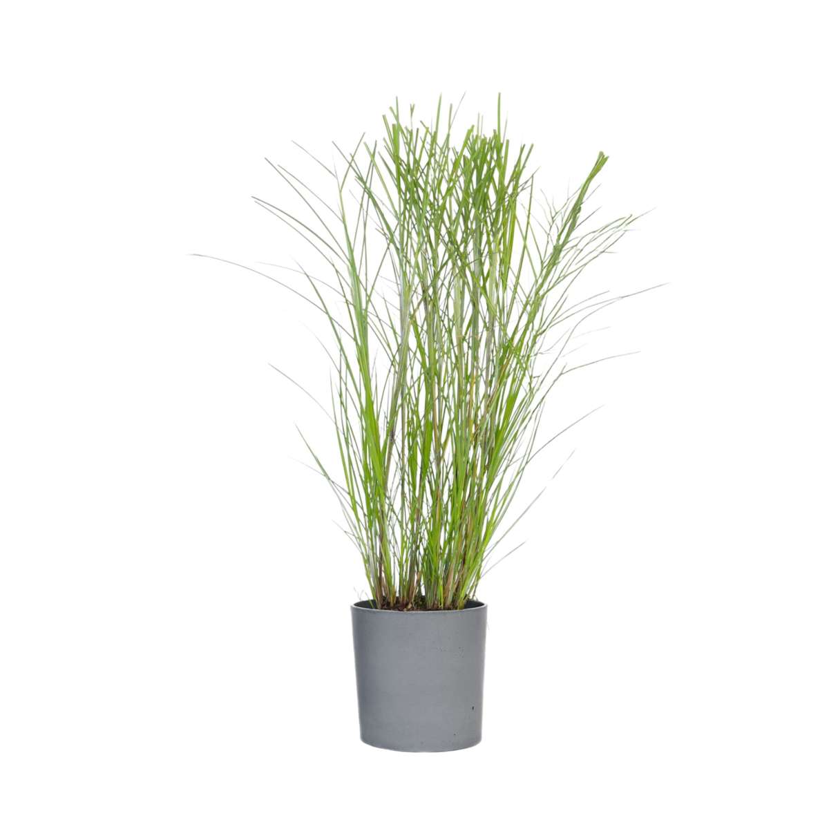 Roseau de Chine - Miscanthus sinensis 'Gracillimus' - Hauteur 40-60cm - ⌀23cm