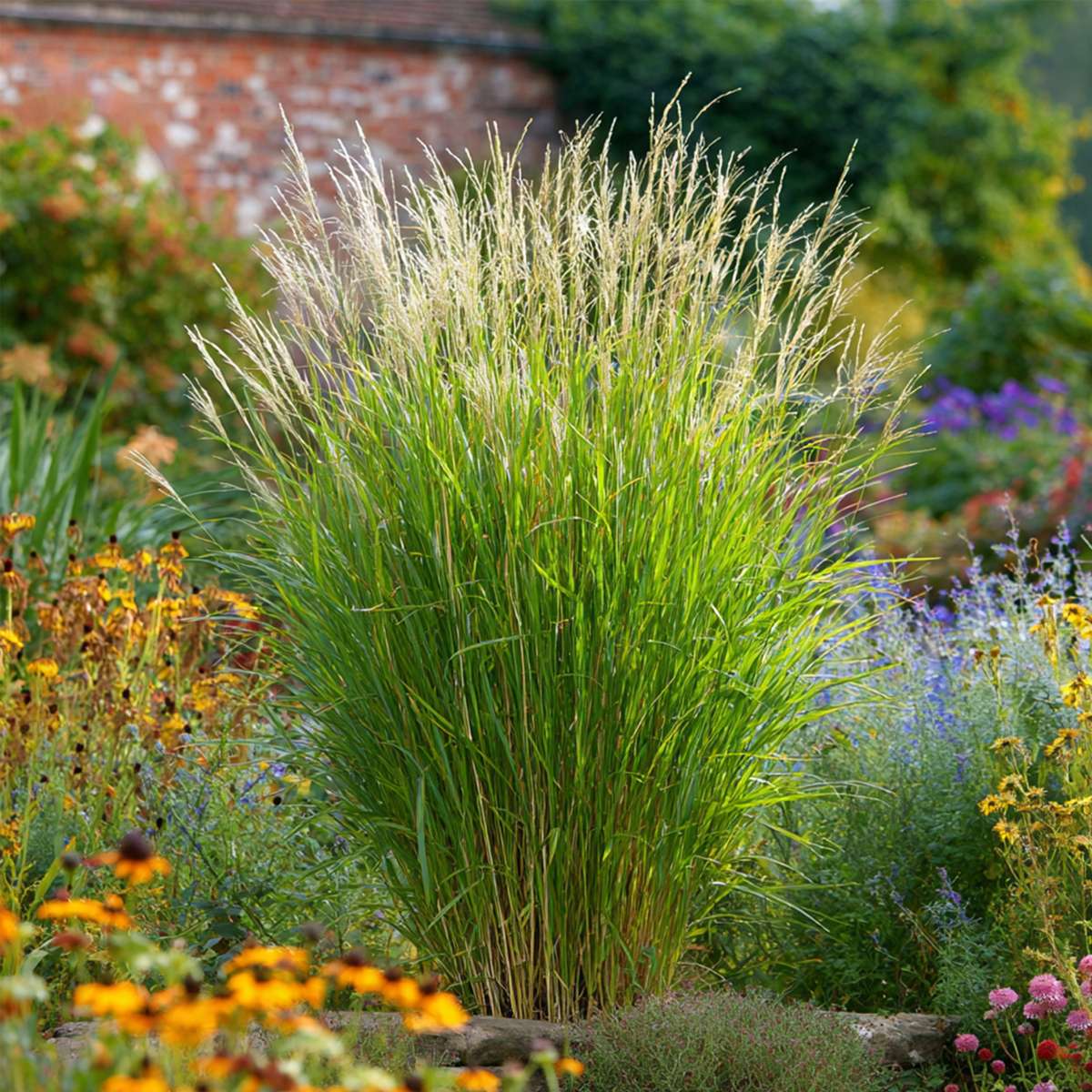 Roseau de Chine - Set de 2 - Miscanthus 'Gracillimus' - H40-60cm - ⌀23cm