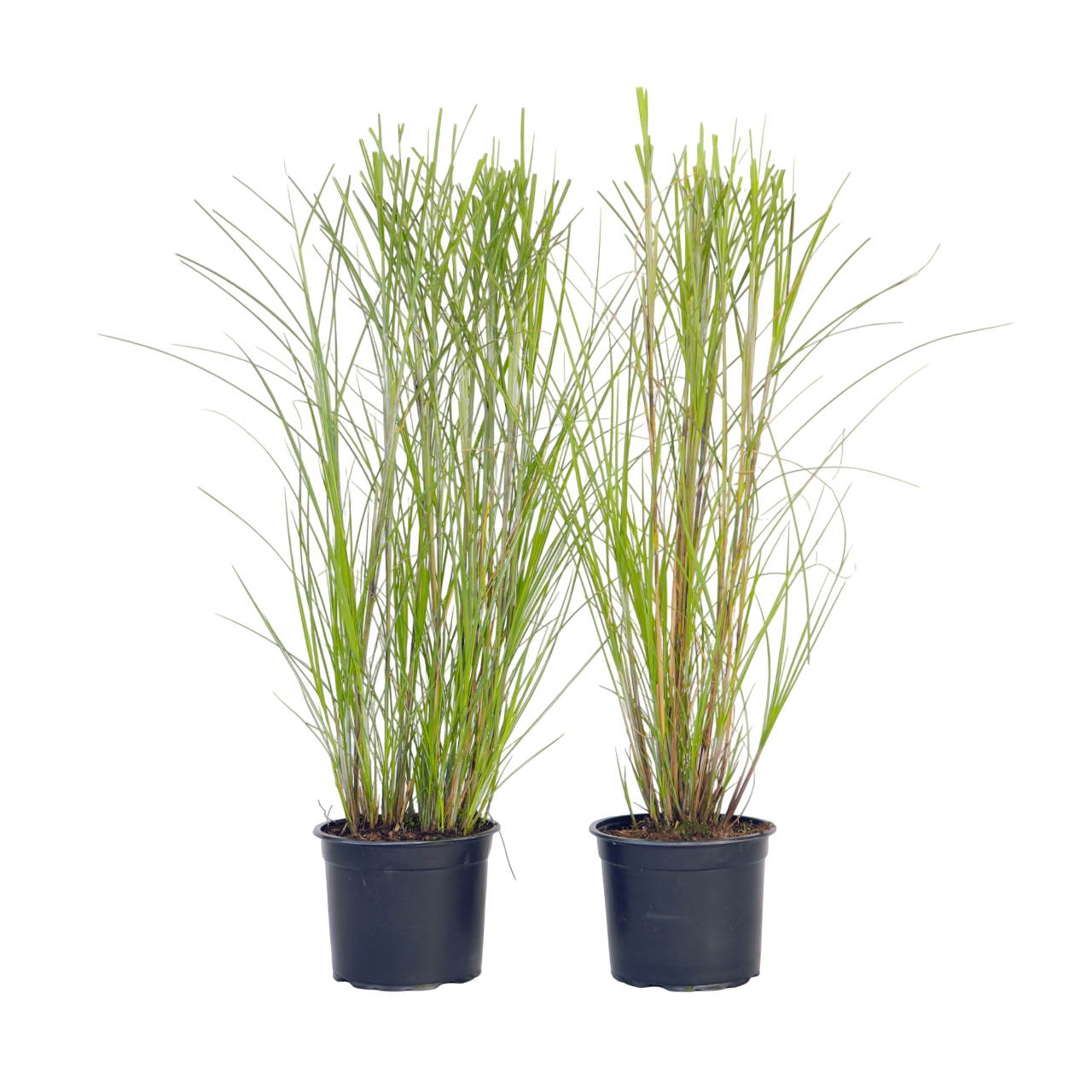 Roseau de Chine - Set de 2 - Miscanthus 'Gracillimus' - H40-60cm - ⌀23cm