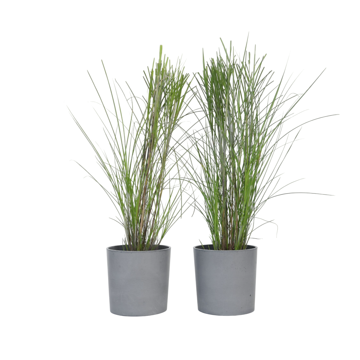 Roseau de Chine - Set de 2 - Miscanthus 'Gracillimus' - H40-60cm - ⌀23cm