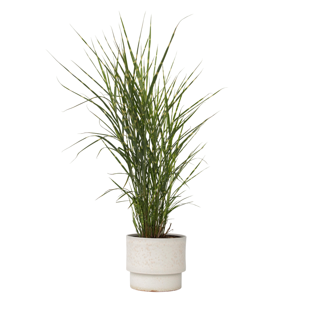 Chinese silver grass - Miscanthus sinensis 'Zebrinus' - Height 20-30cm - ⌀23cm