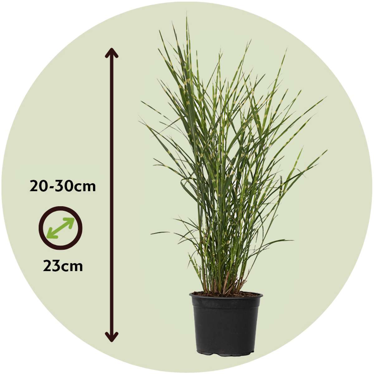 Chinese silver grass - Miscanthus sinensis 'Zebrinus' - Height 20-30cm - ⌀23cm