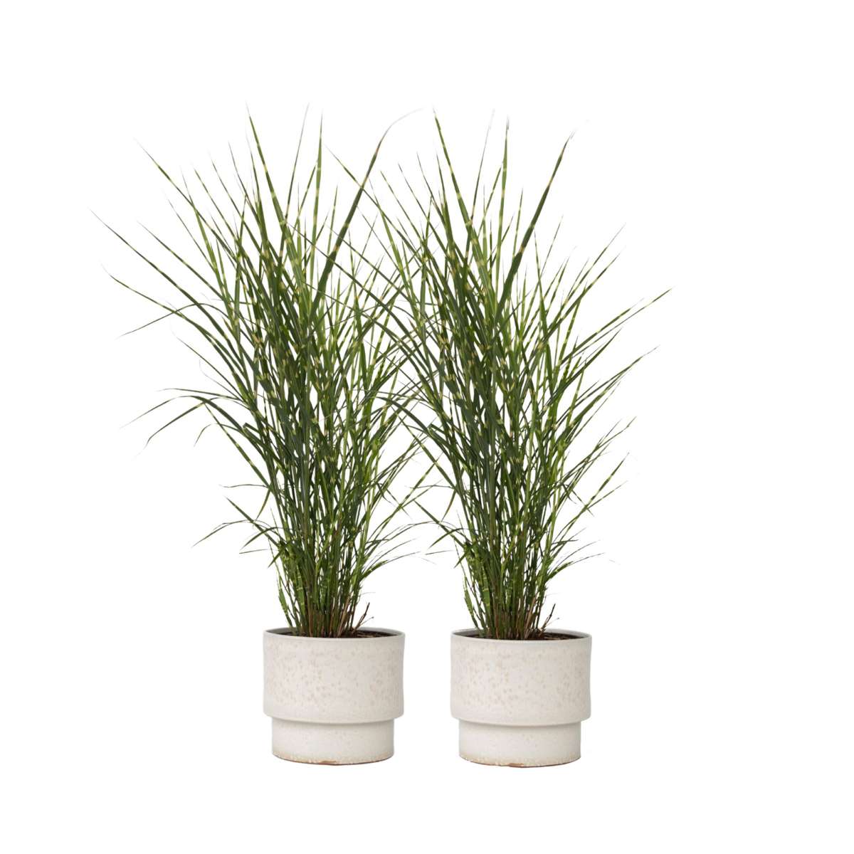 Roseau de Chine - Set de 2 - Miscanthus sinensis 'Zebrinus' - H20-30cm - ⌀23cm