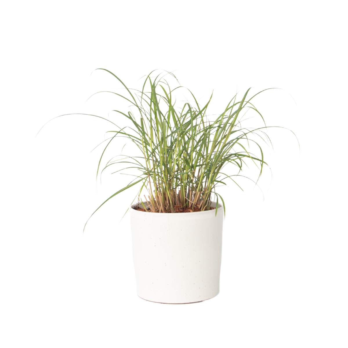 Roseau de Chine - Miscanthus sinensis 'Red Chief' - Hauteur 40-60cm - ⌀23cm