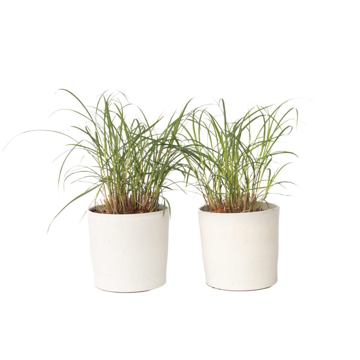 Chinese silver grass - 2 pcs. - Miscanthus 'Red Chief' - Height 40-60cm - ⌀23cm
