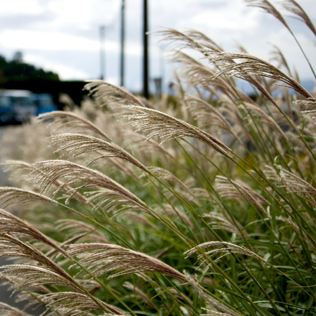 Chinese silver grass - 2 pcs. - Miscanthus - Height 20-30cm - ⌀23cm