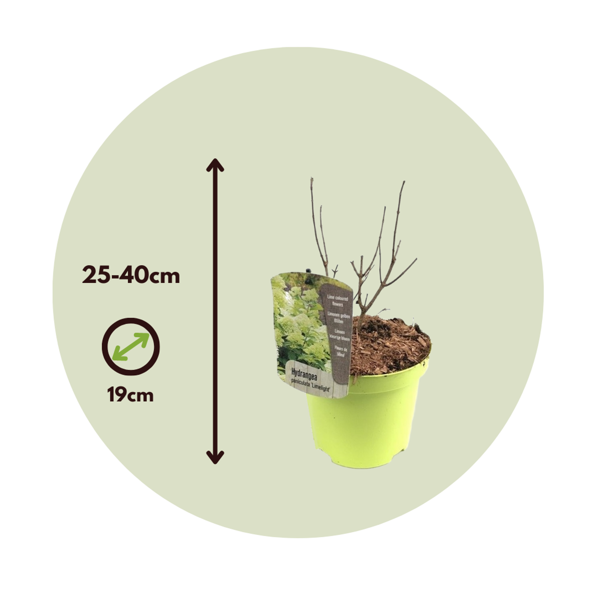 Hortensia - Set de 2 - Hydrangae paniculata 'Limelight' - H25-40cm - ⌀19cm - TD Plantz