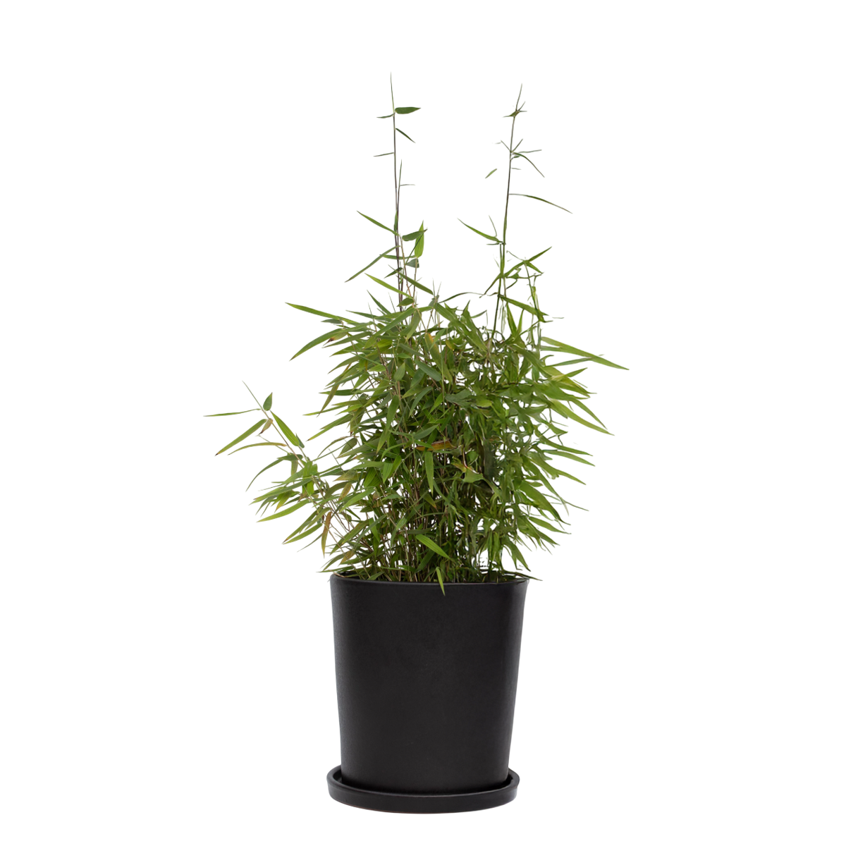 Bambou non-traçant - Fargesia nitida 'Red Dragon' - Hauteur 60-80cm - ⌀17cm