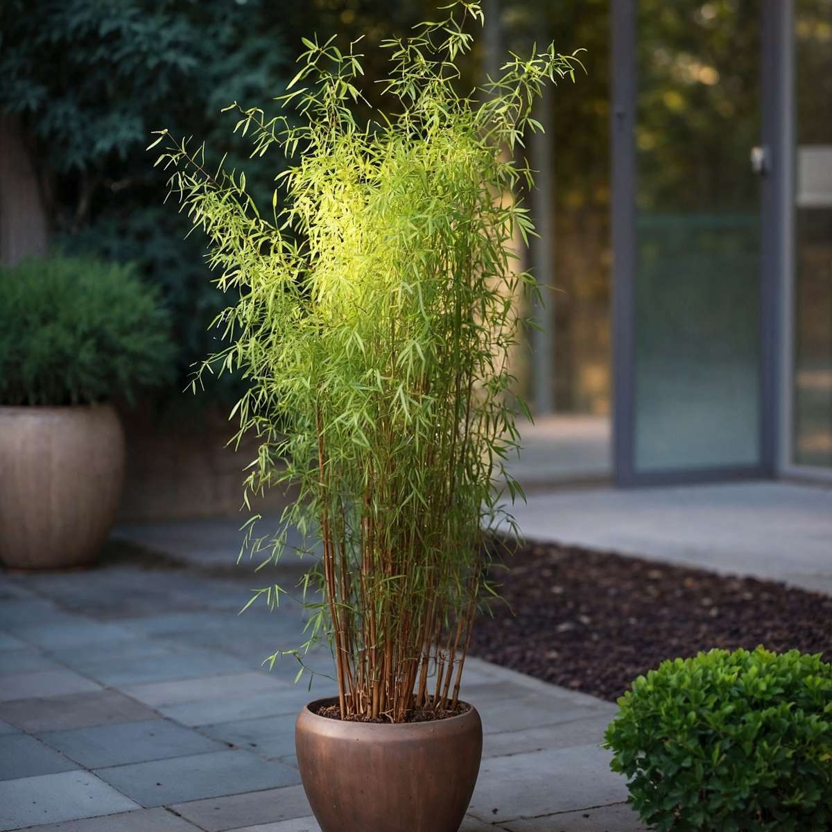 Bambou non-traçant - Set de 4 - Fargesia nitida 'Red Dragon' - H60-80cm - ⌀17cm - TD Plantz