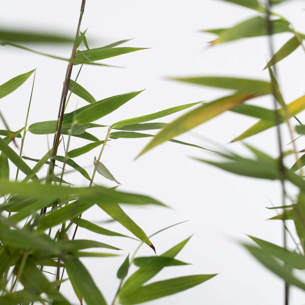 Bambou non-traçant - Set de 2 - Fargesia nitida 'Red Dragon' - H60-80cm - ⌀17cm