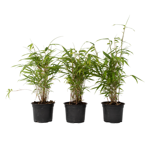 Bambou Bleu - Set de 6 - Fargesia papyrifera 'Grex' - Hauteur 30-40cm - ⌀13cm - TD Plantz
