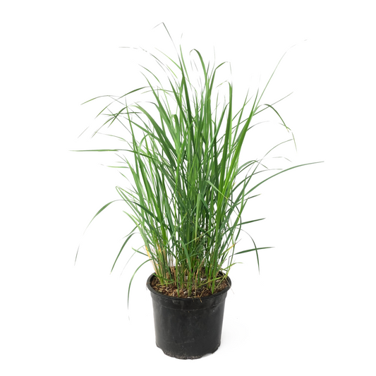 Calamagrostide - Calamagrostis 'Karl Foerster' - Hauteur 40-60cm - ⌀23cm