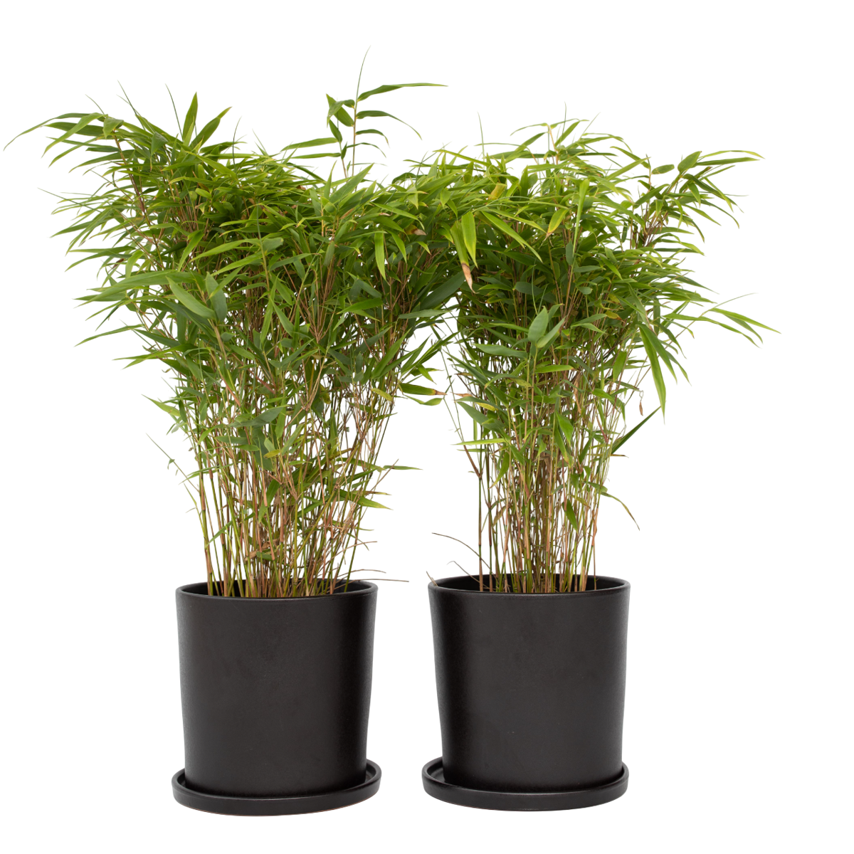 Bambou non-traçant - Set de 6 - Fargesia nitida 'Gansu' - H50-70cm - ⌀17cm