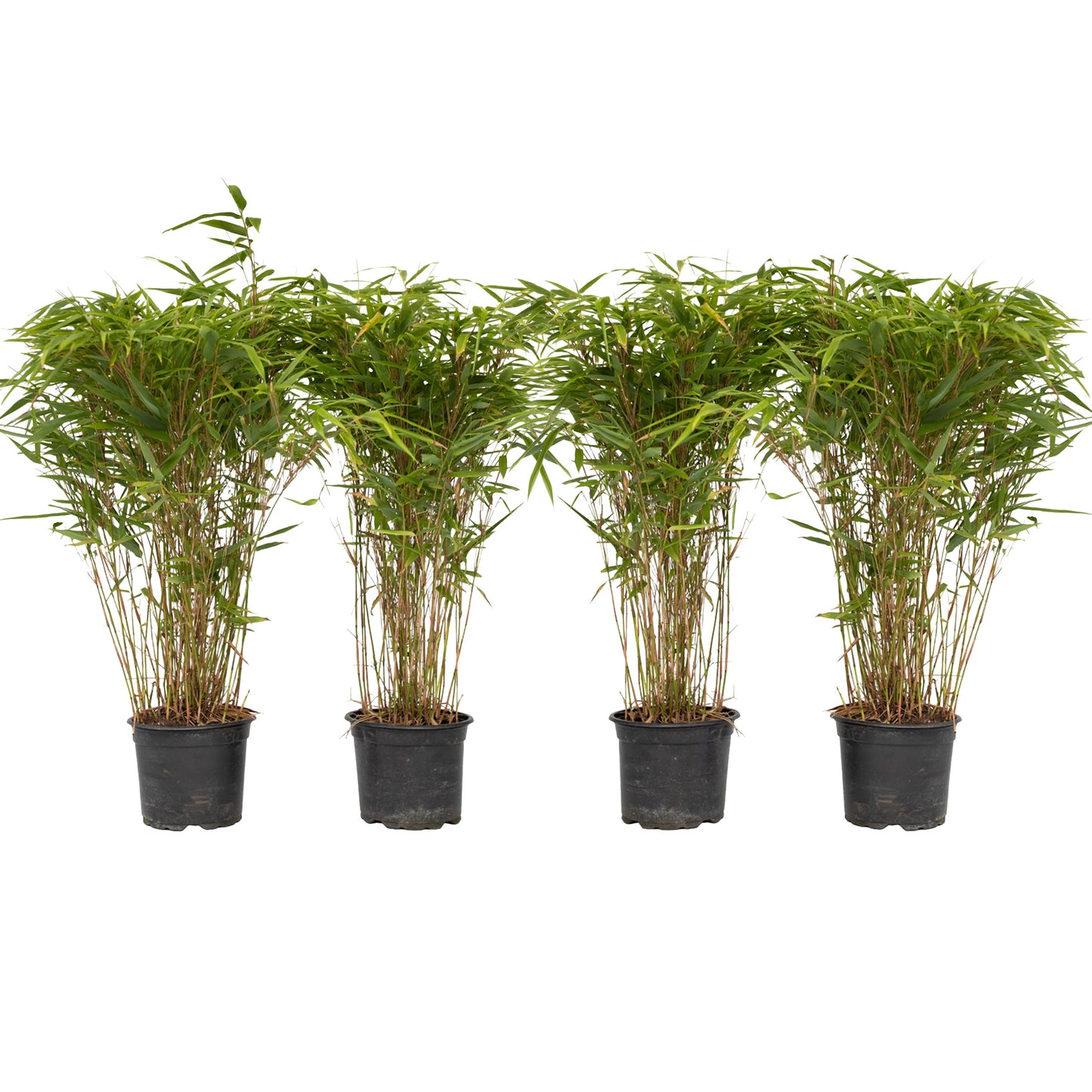 Bambou non-traçant - Set de 4 - Fargesia nitida 'Gansu' - H50-70cm - ⌀17cm - TD Plantz
