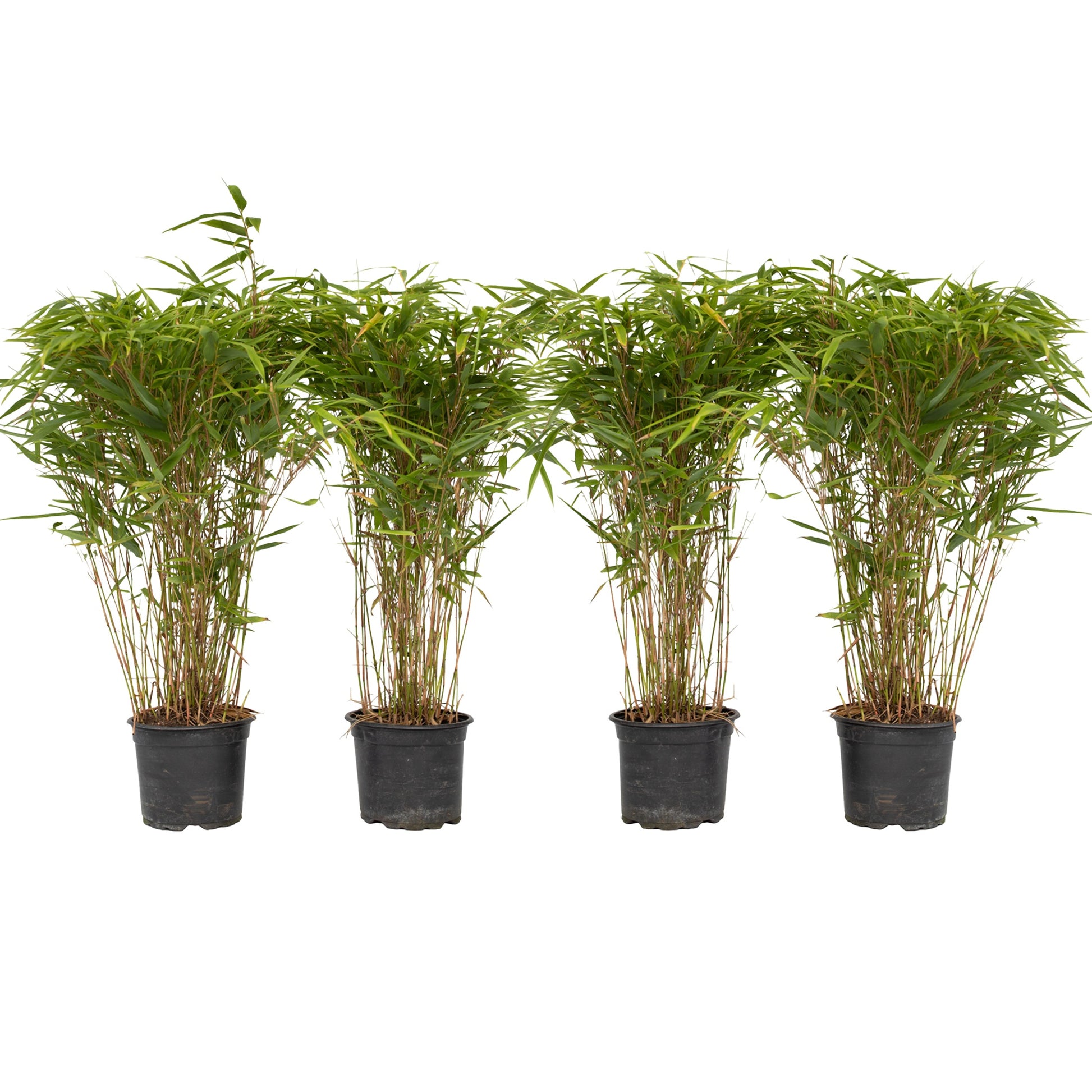 Bambou non-traçant - Set de 4 - Fargesia nitida 'Gansu' - H50-70cm - ⌀17cm - TD Plantz
