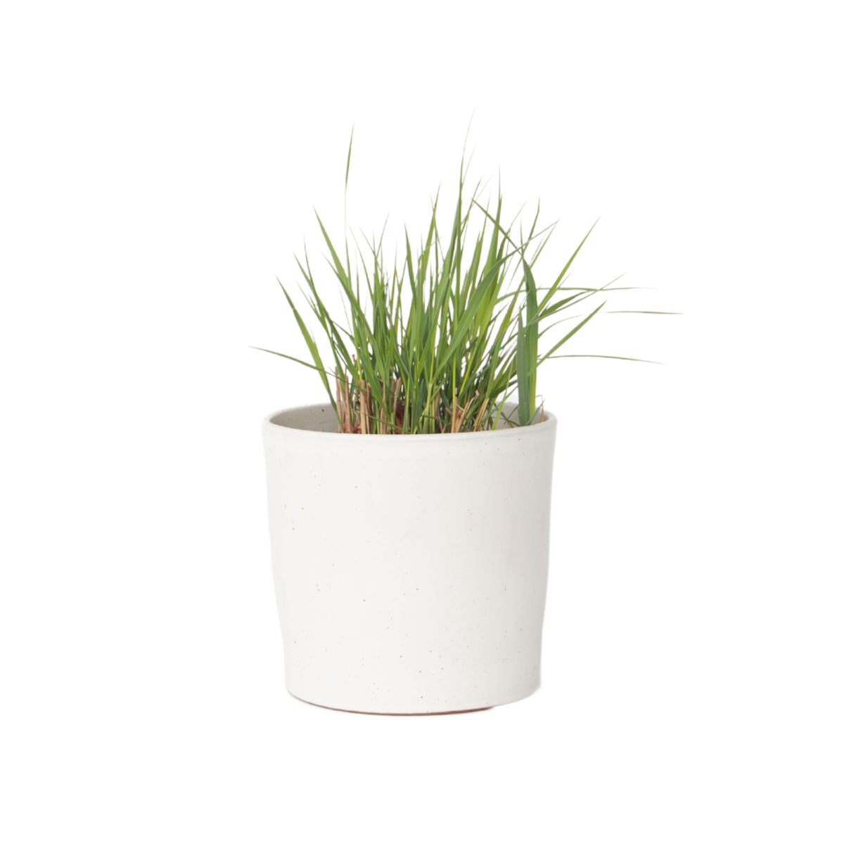 Panic érigé - Panicum virgatum 'Heavy Metal' - Hauteur 40-60cm - ⌀23cm