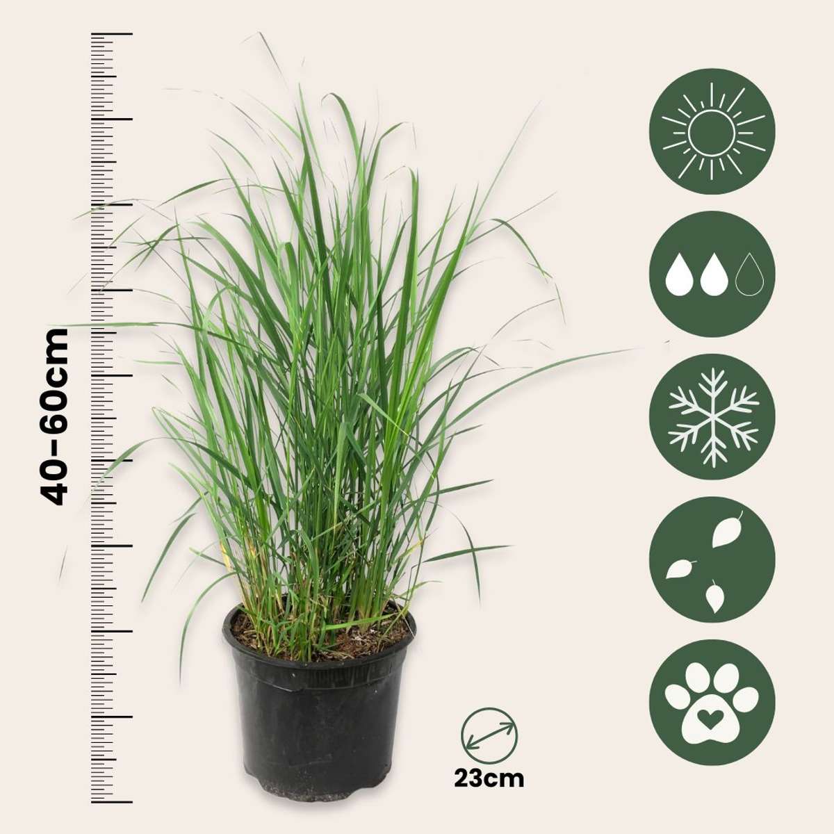 Panic érigé - Panicum virgatum 'Heavy Metal' - Hauteur 40-60cm - ⌀23cm