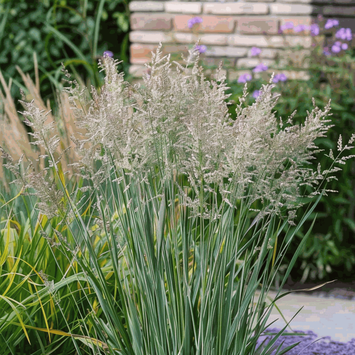Panic érigé - Set de 2 - Panicum virgatum 'Heavy Metal' - H40-60cm - ⌀23cm