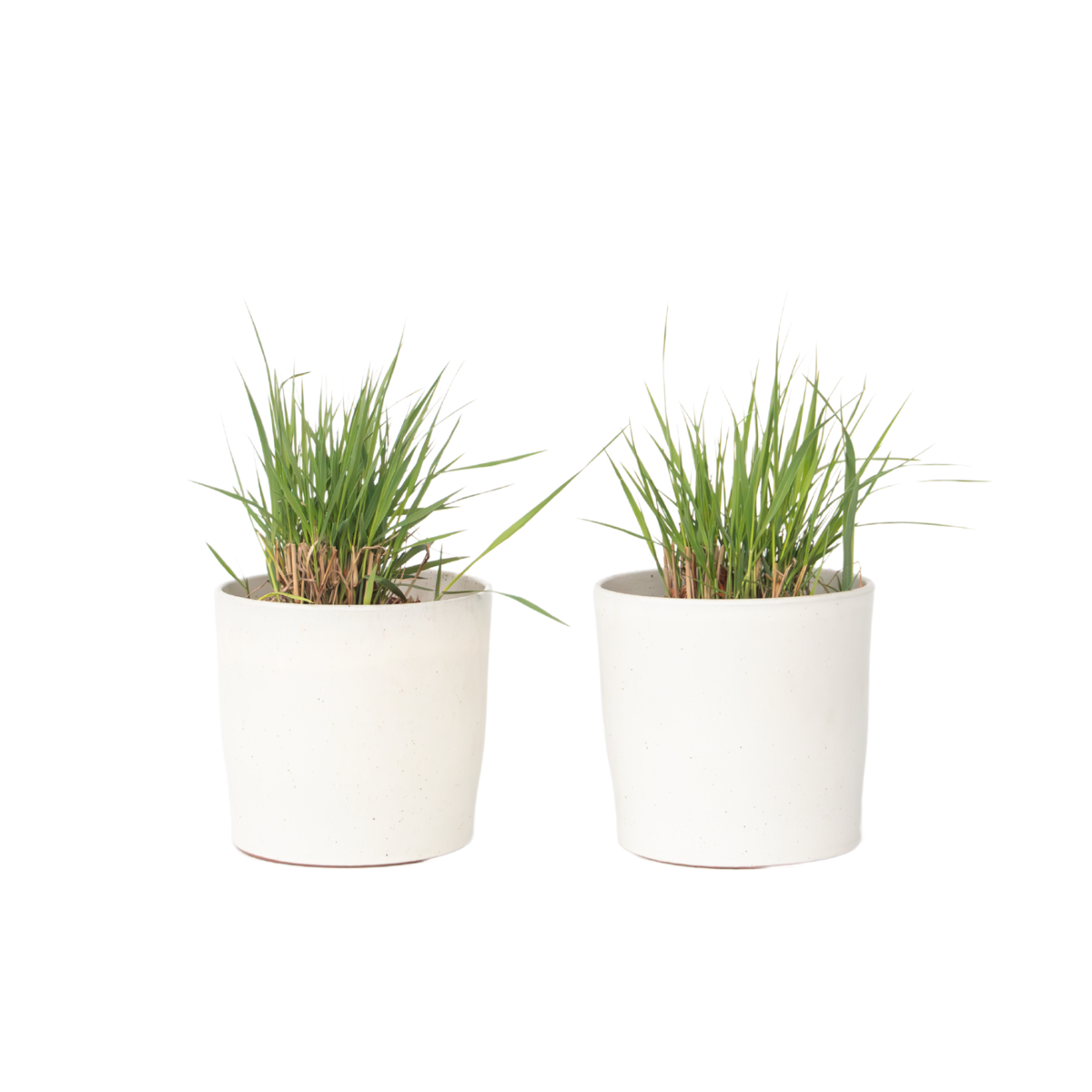 Panic érigé - Set de 2 - Panicum virgatum 'Heavy Metal' - H40-60cm - ⌀23cm