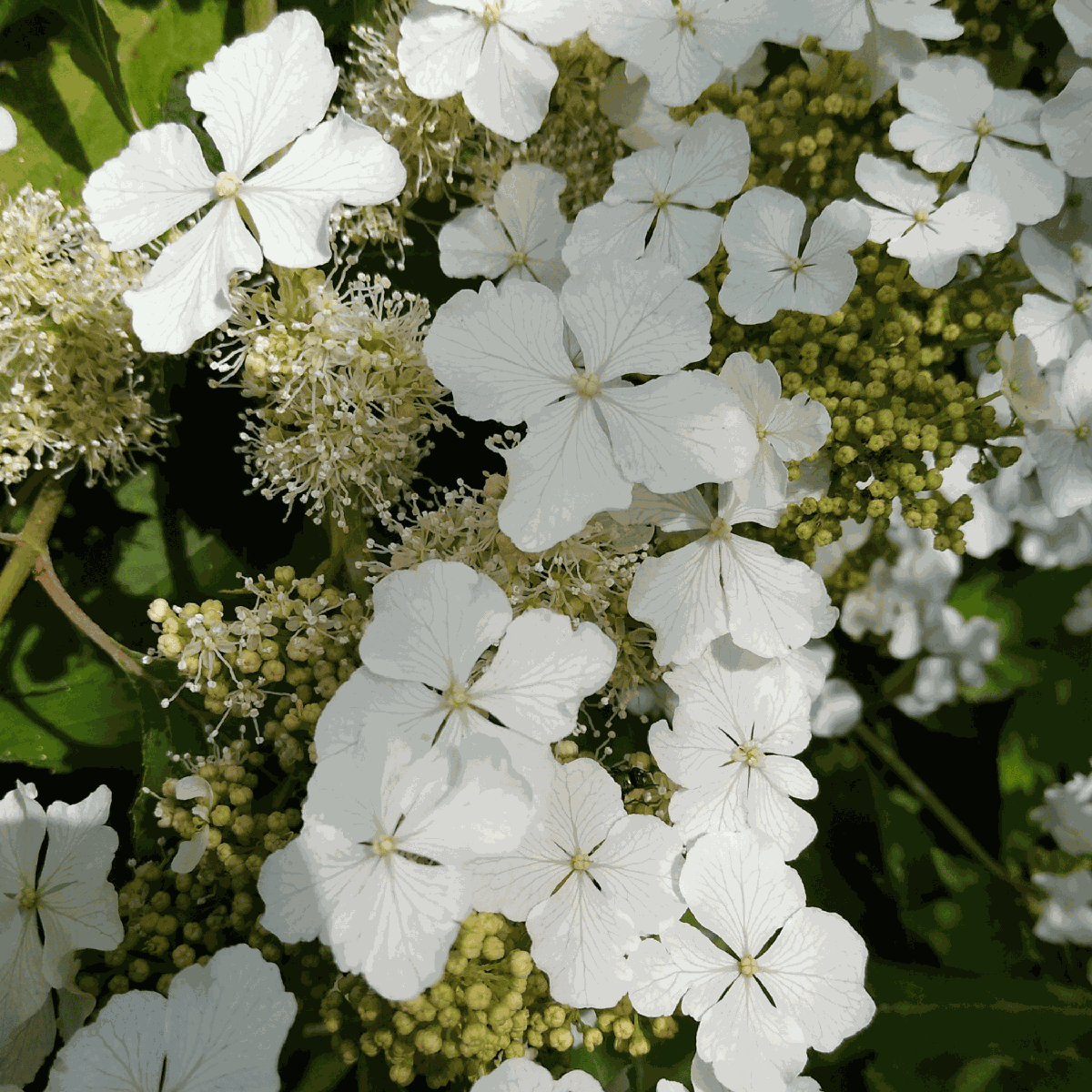 Hortensia - Hydrangea paniculata 'Ice Crystal' - Hauteur 25-40cm - ⌀19cm
