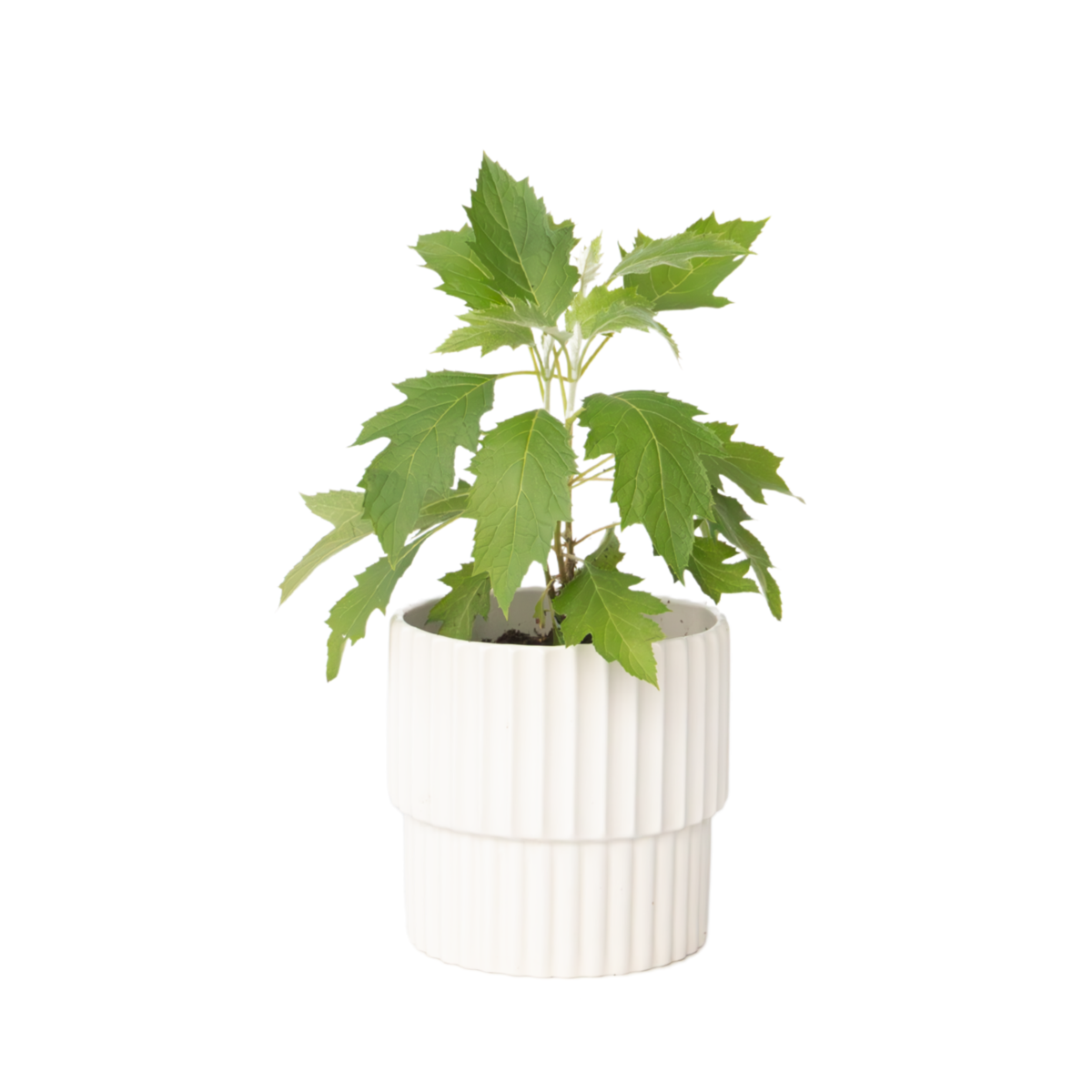 Hortensia - Hydrangea paniculata 'Ice Crystal' - Hauteur 25-40cm - ⌀19cm