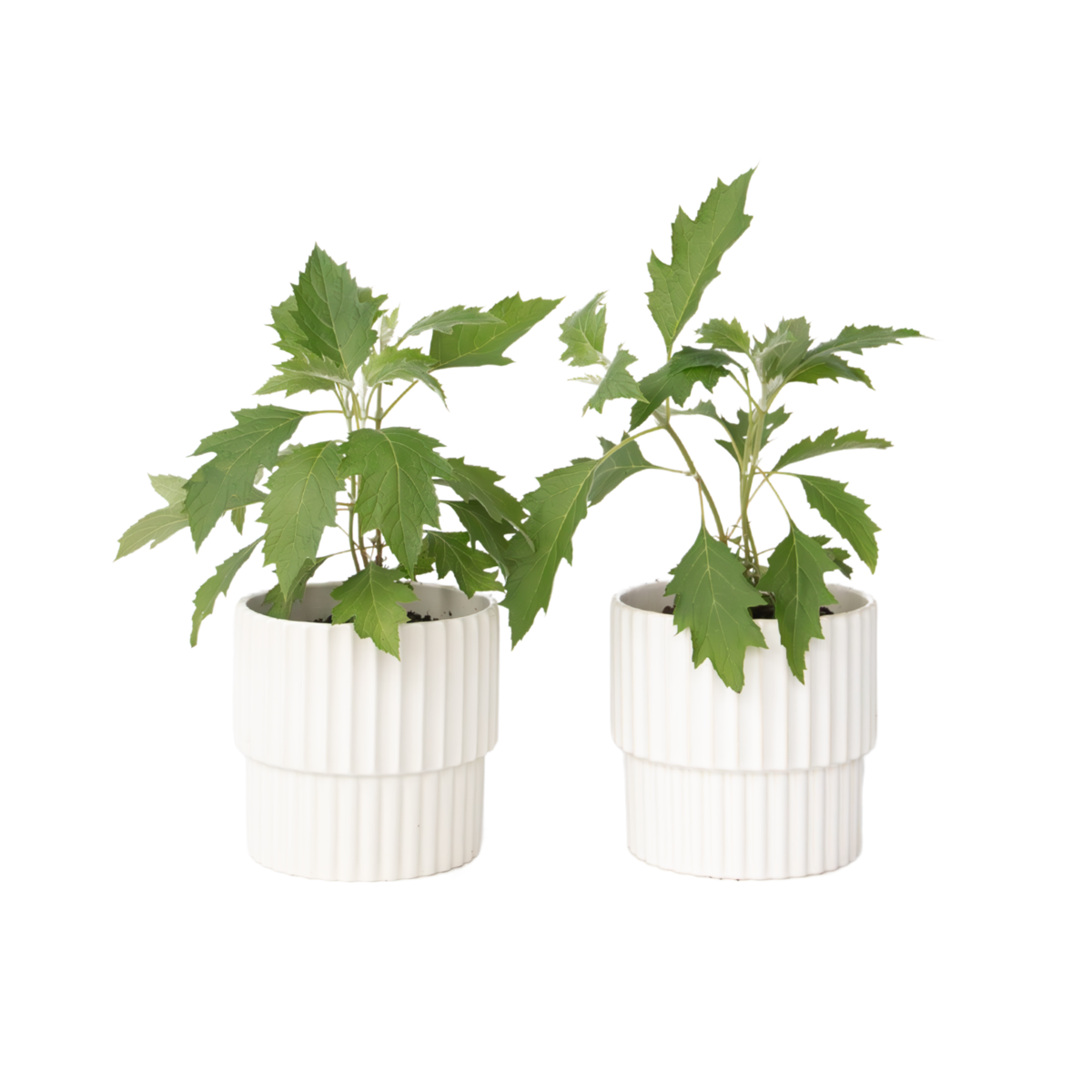 Hortensia - Set de 2 - Hydrangea 'Ice Crystal' - Hauteur 25-40cm - ⌀19cm
