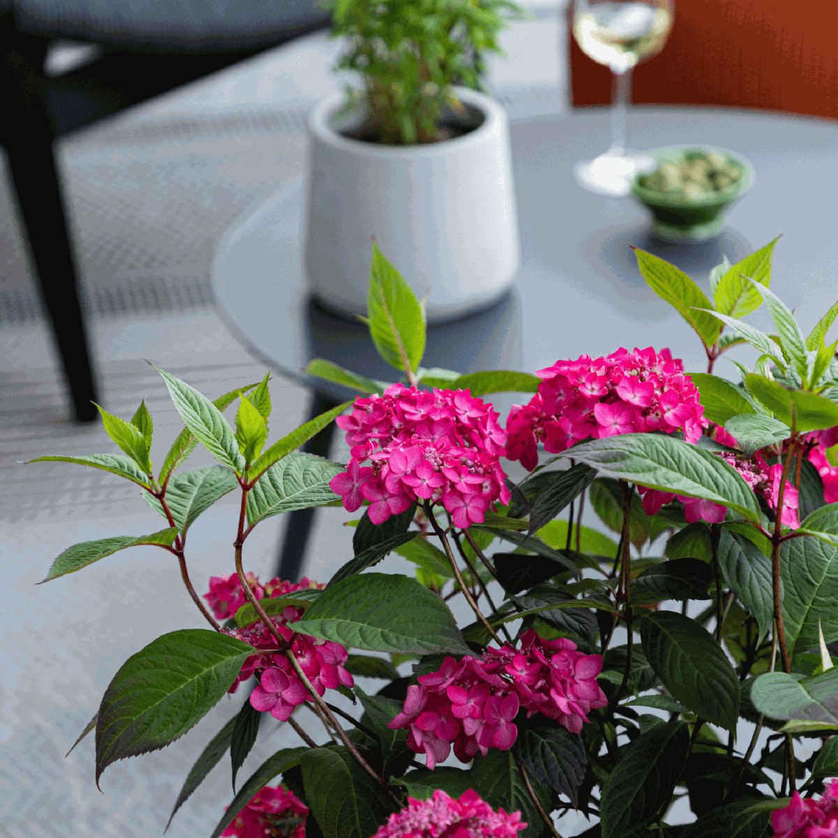 Hortensia - Set de 2 - Hydrangea 'Magic Sunset' - Hauteur 25-40cm - ⌀19cm