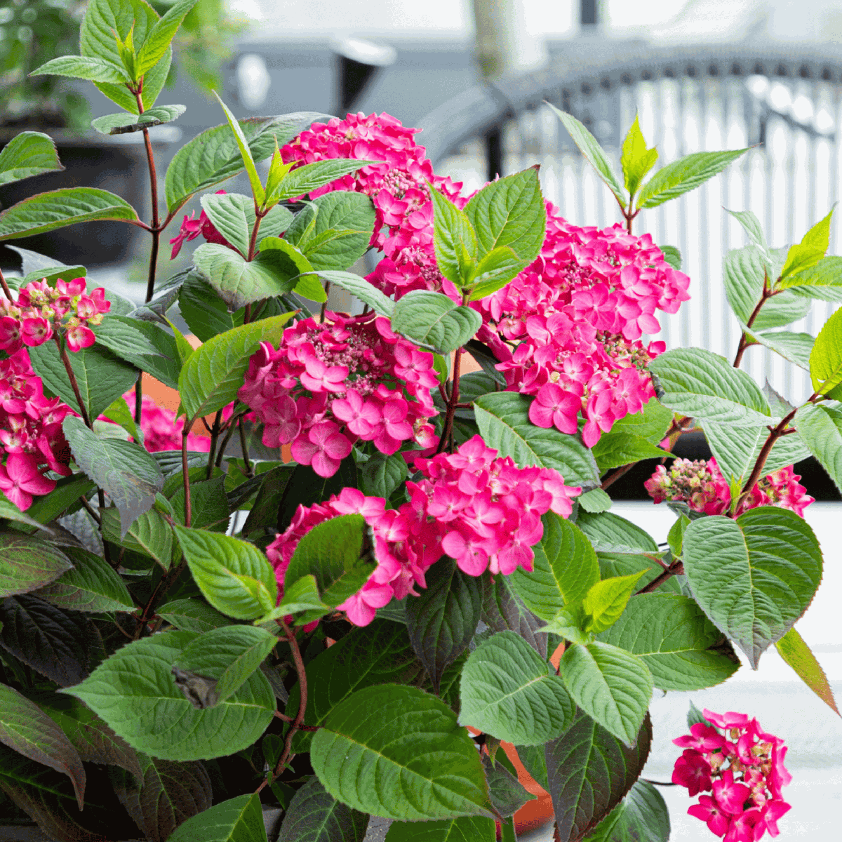 Hortensia - Set de 2 - Hydrangea 'Magic Sunset' - Hauteur 25-40cm - ⌀19cm