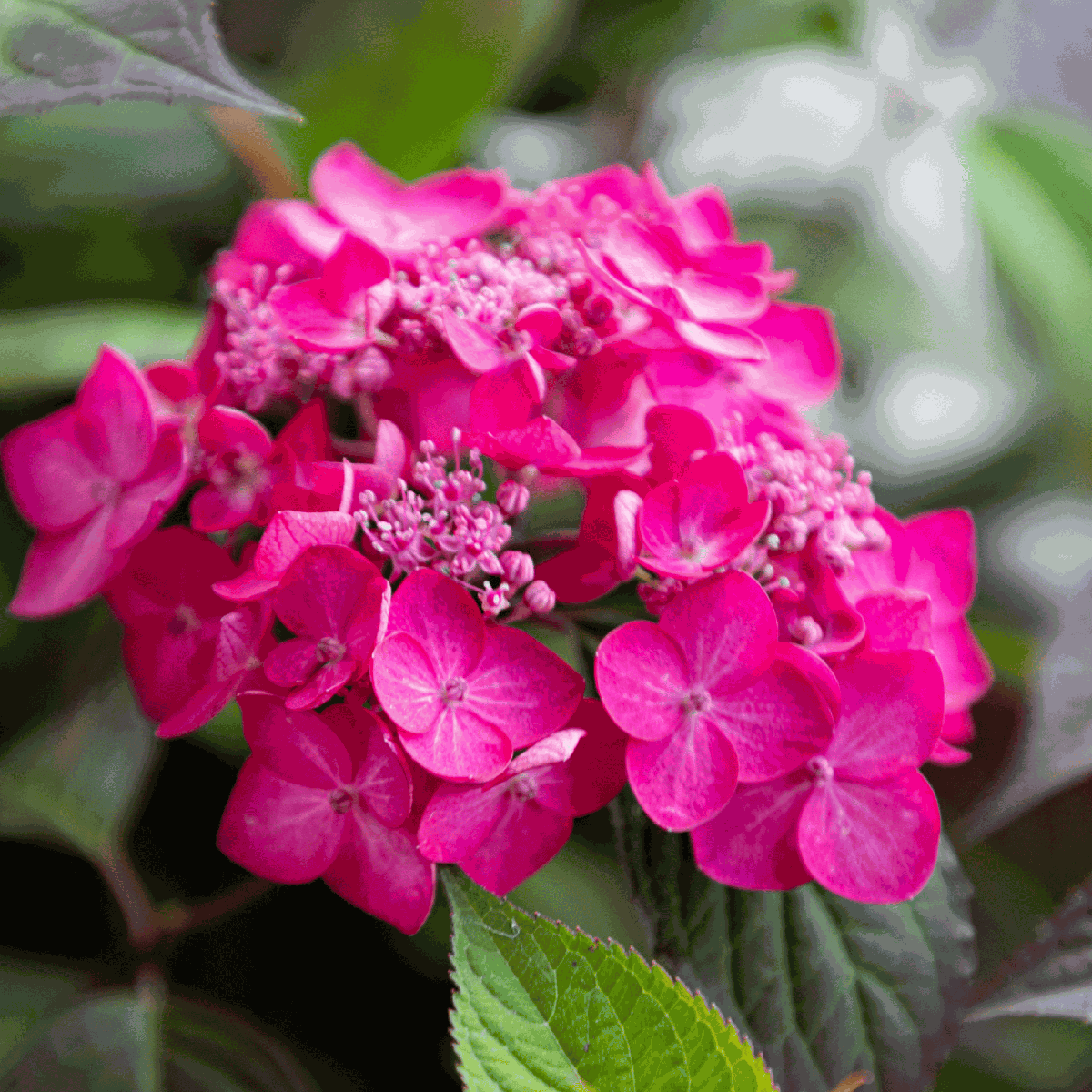 Hortensia - Set de 2 - Hydrangea 'Magic Sunset' - Hauteur 25-40cm - ⌀19cm