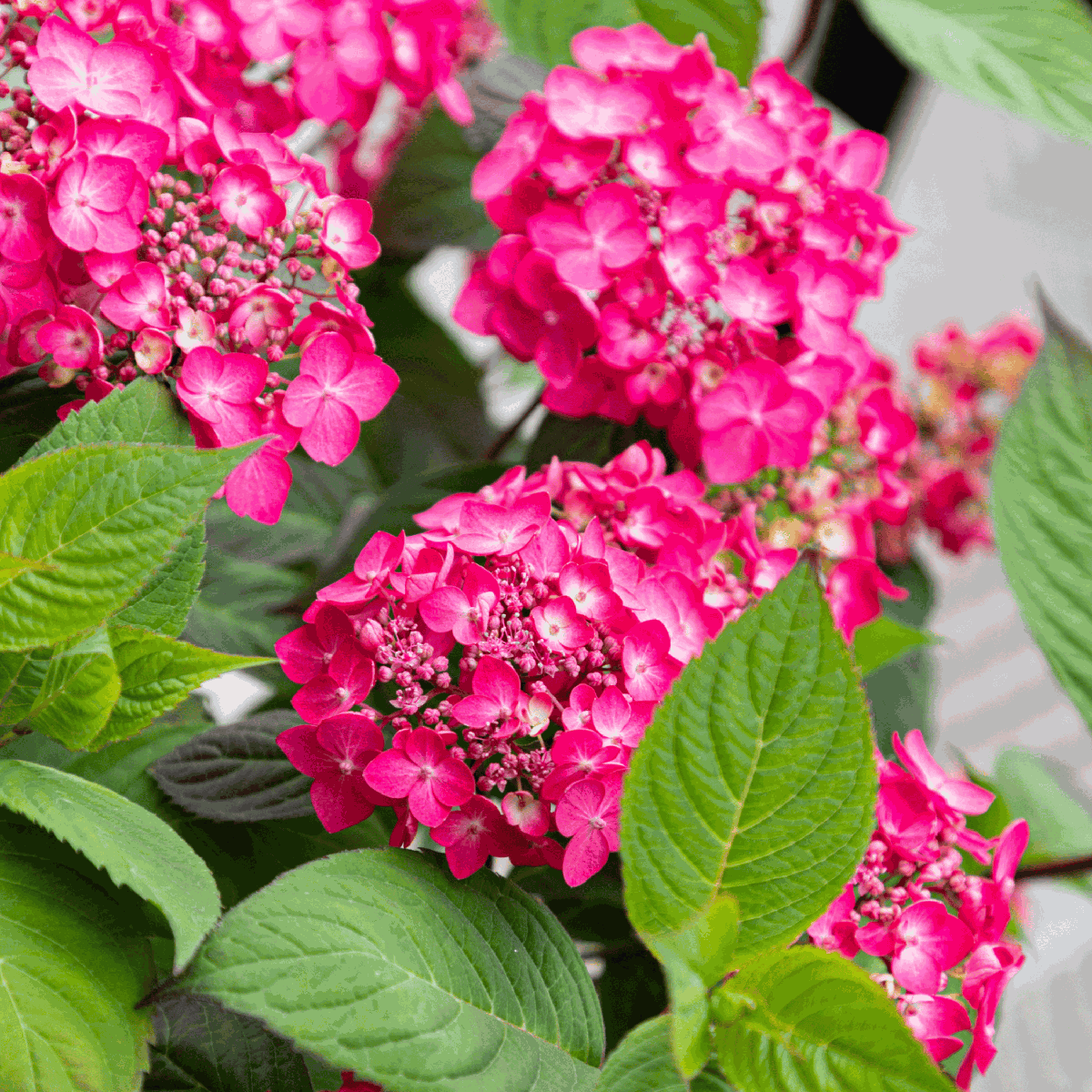 Hortensia - Set de 2 - Hydrangea 'Magic Sunset' - Hauteur 25-40cm - ⌀19cm