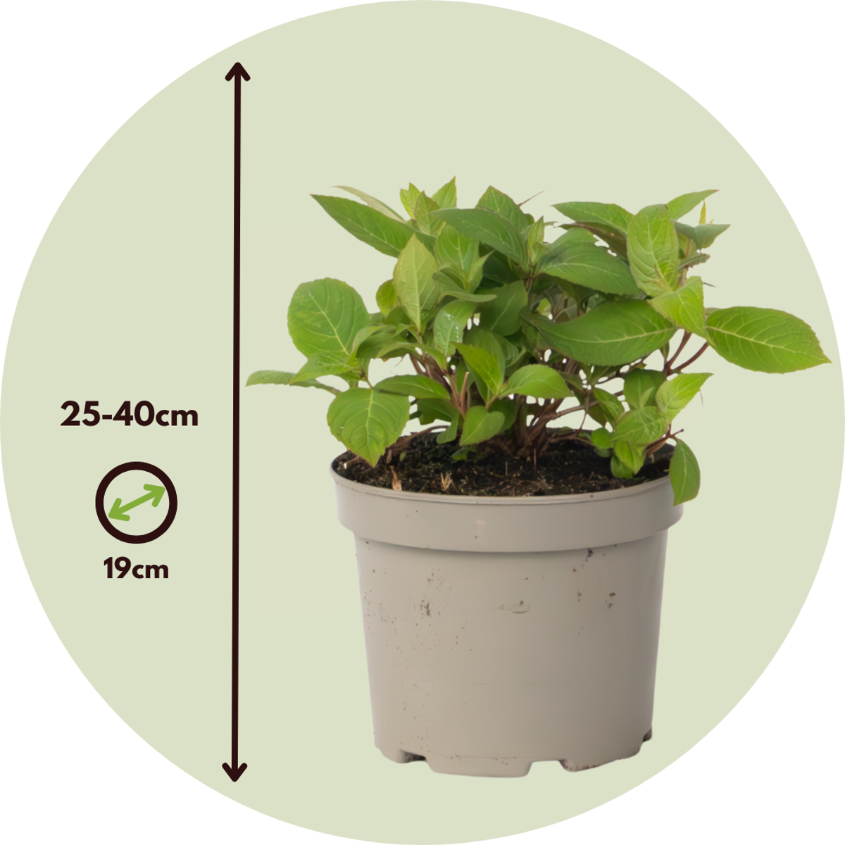Hortensia - Set de 2 - Hydrangea 'Magic Sunset' - Hauteur 25-40cm - ⌀19cm