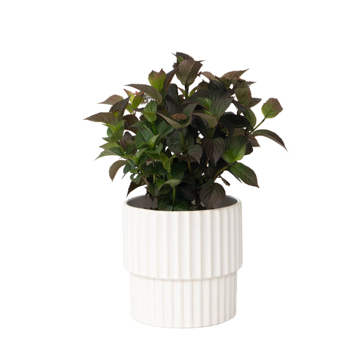 Hortensia - Hydrangea paniculata 'Dare Devil' - Height 25-40cm - ⌀19cm