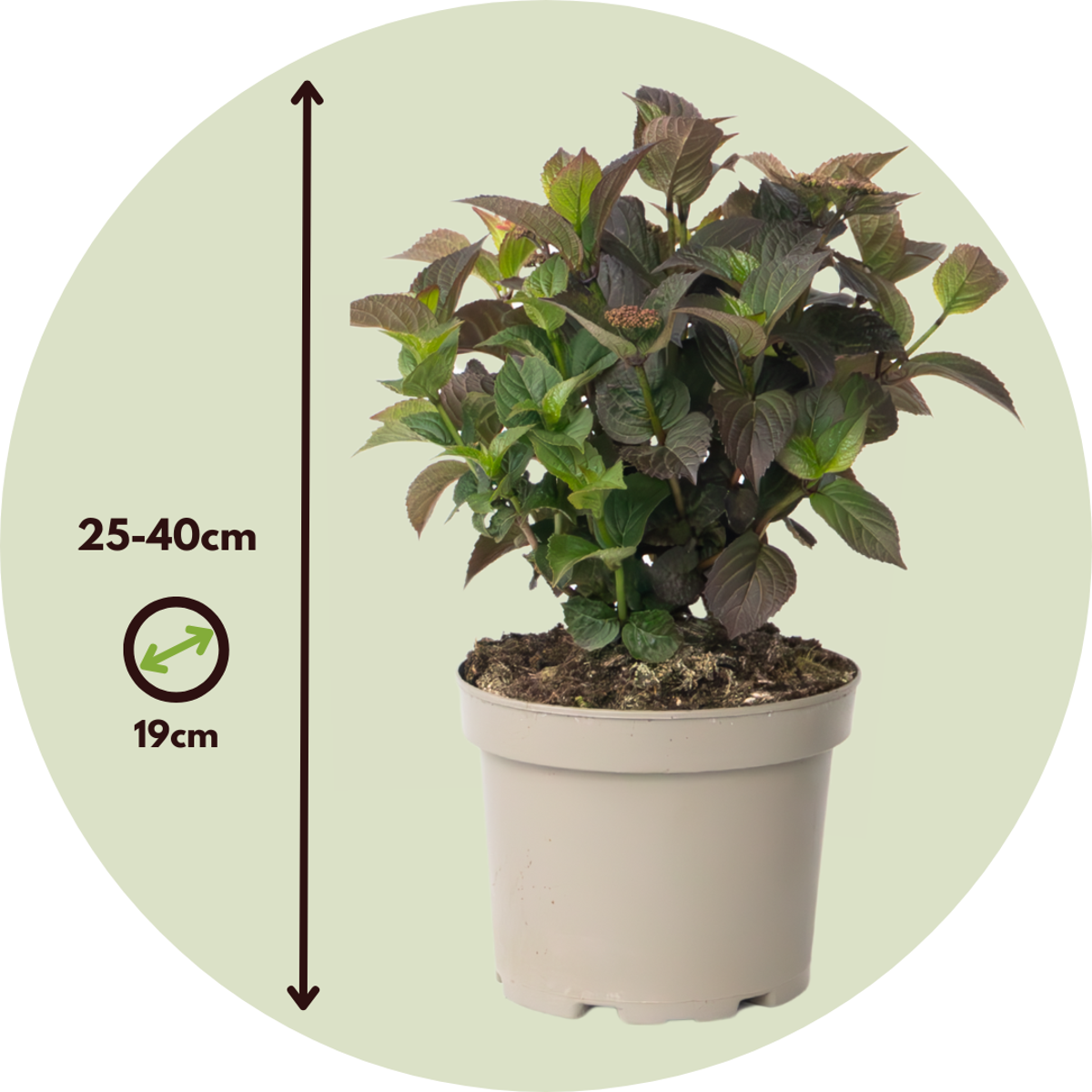 Hortensia - Hydrangea paniculata 'Dare Devil' - Height 25-40cm - ⌀19cm