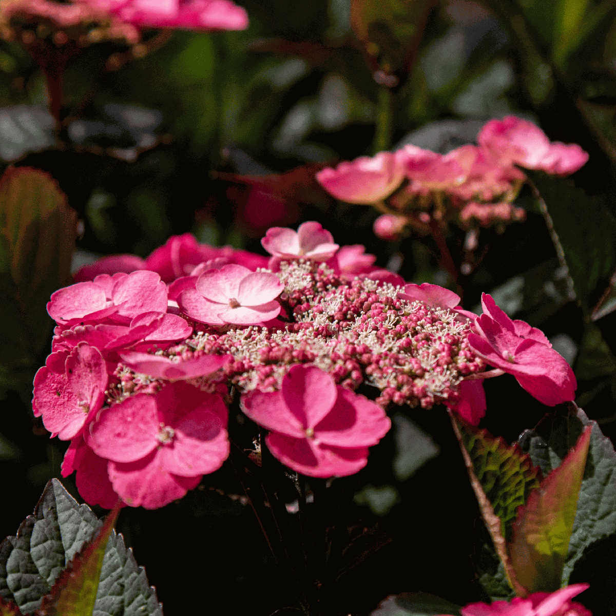 Hortensia - Set de 2 - Hydrangea 'Dare Devil' - Hauteur 25-40cm - ⌀19cm