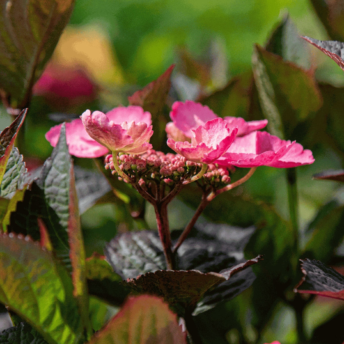 Hortensia - Set de 2 - Hydrangea 'Dare Devil' - Hauteur 25-40cm - ⌀19cm