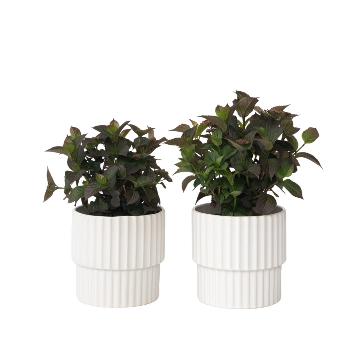 Hortensia - Set de 2 - Hydrangea 'Dare Devil' - Hauteur 25-40cm - ⌀19cm