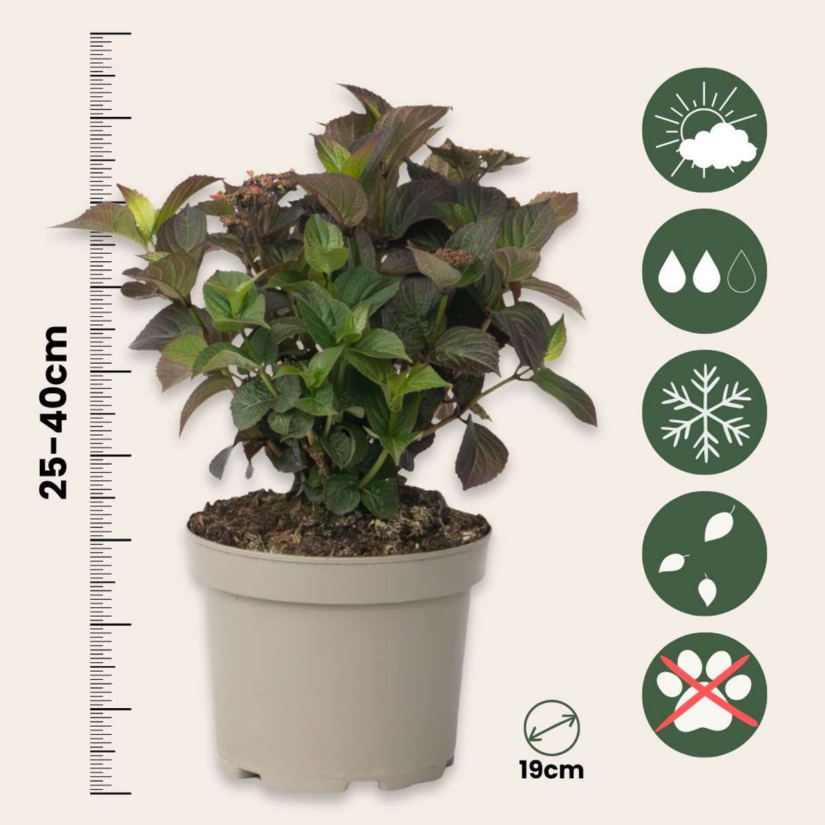Hortensia - Set de 2 - Hydrangea 'Dare Devil' - Hauteur 25-40cm - ⌀19cm