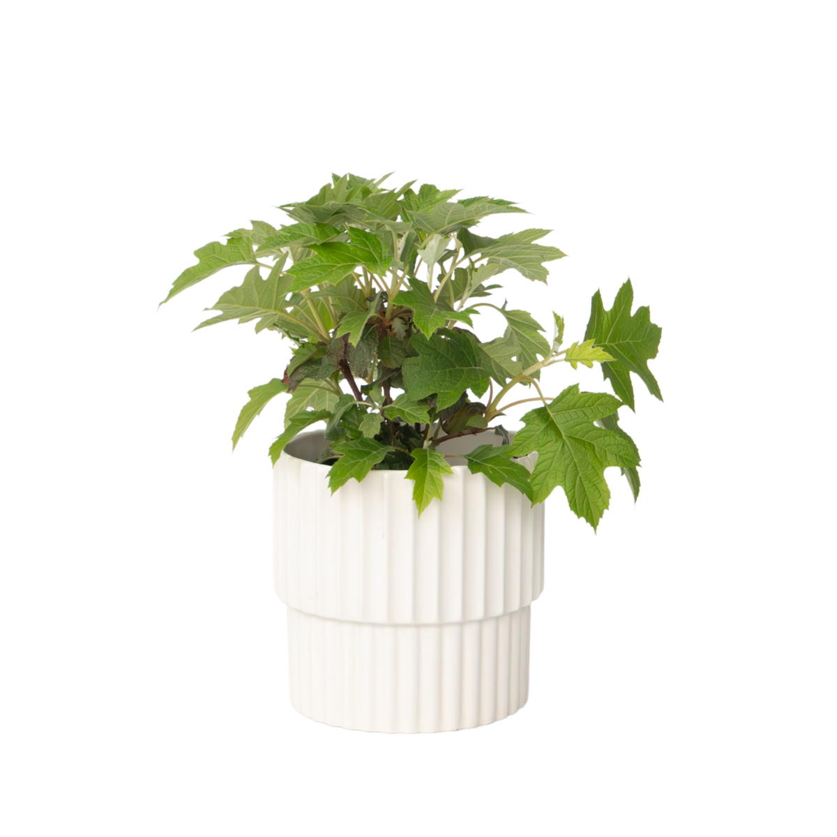 Hortensia - Hydrangea paniculata 'Toy Soldier' - Hauteur 25-40cm - ⌀19cm