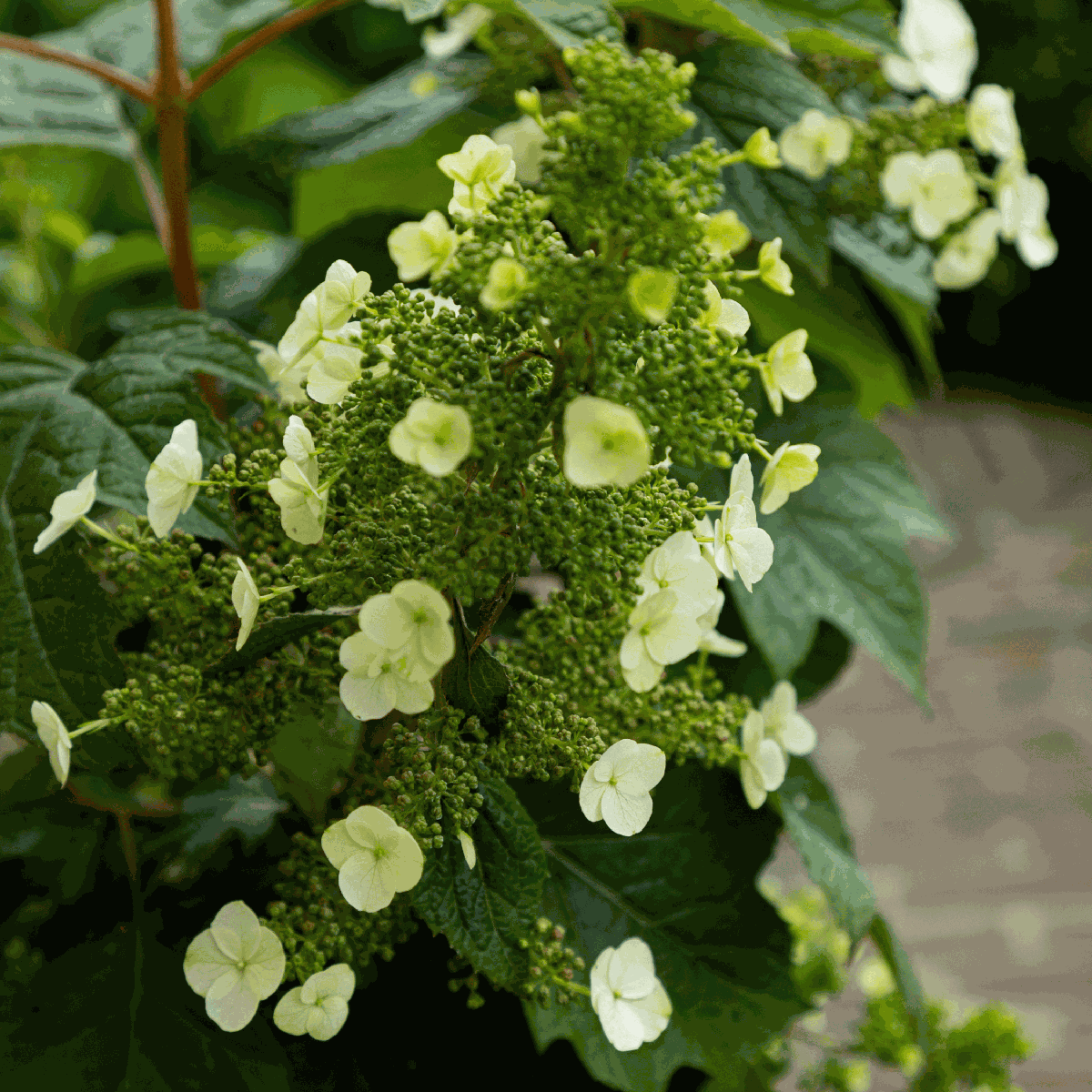 Hortensia - Set de 2 - Hydrangea 'Toy Soldier' - Hauteur 25-40cm - ⌀19cm