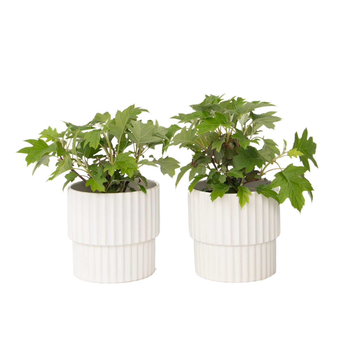 Hortensia - Set de 2 - Hydrangea 'Toy Soldier' - Hauteur 25-40cm - ⌀19cm