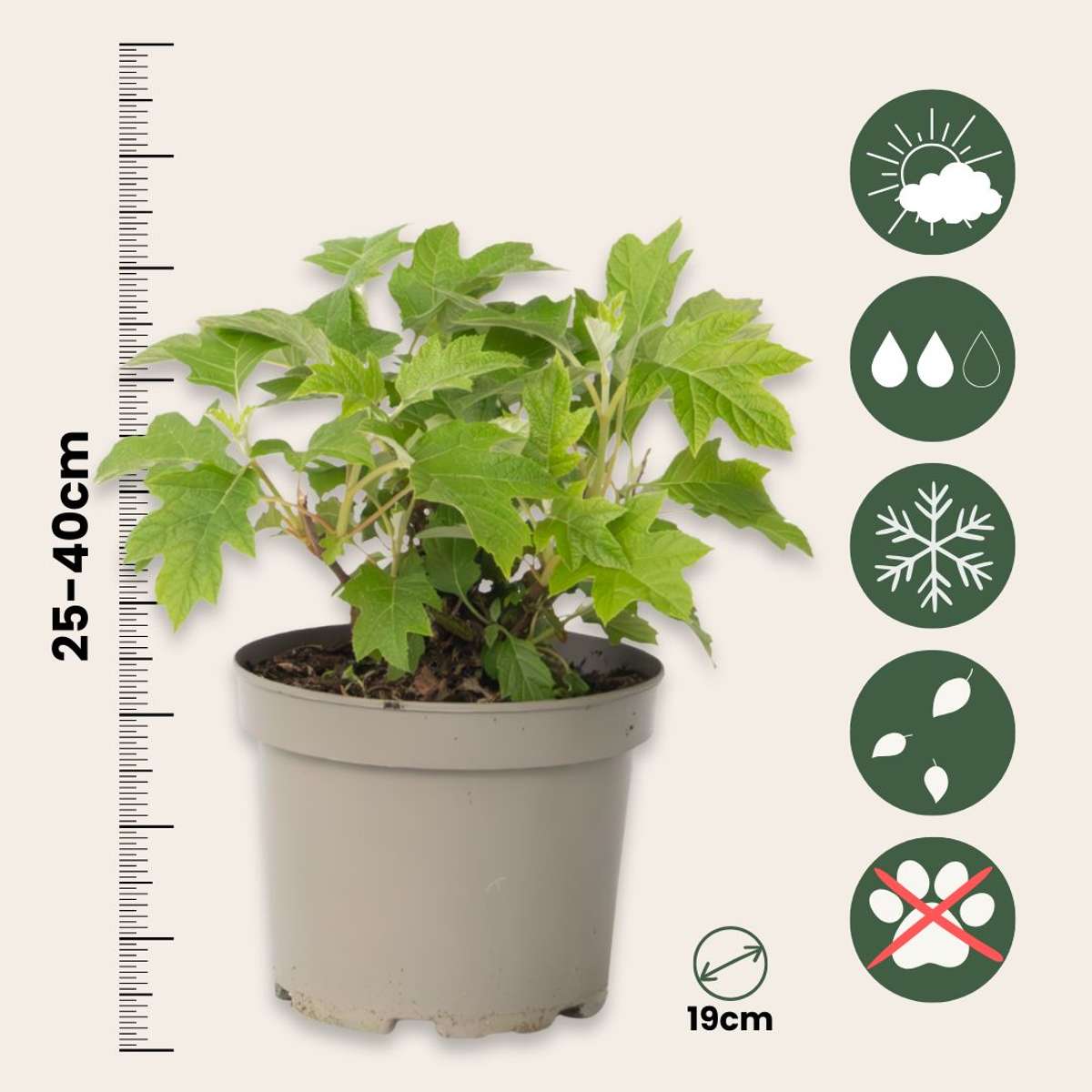 Hortensia - Set de 2 - Hydrangea 'Toy Soldier' - Hauteur 25-40cm - ⌀19cm
