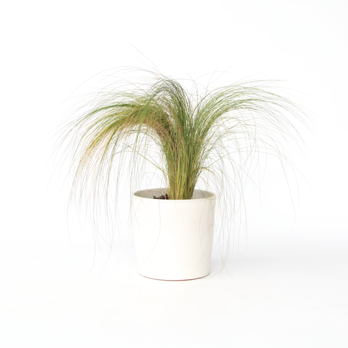 Herbe à plumes - Pennisetum 'Stipa' - Hauteur 40-60cm - ⌀23cm