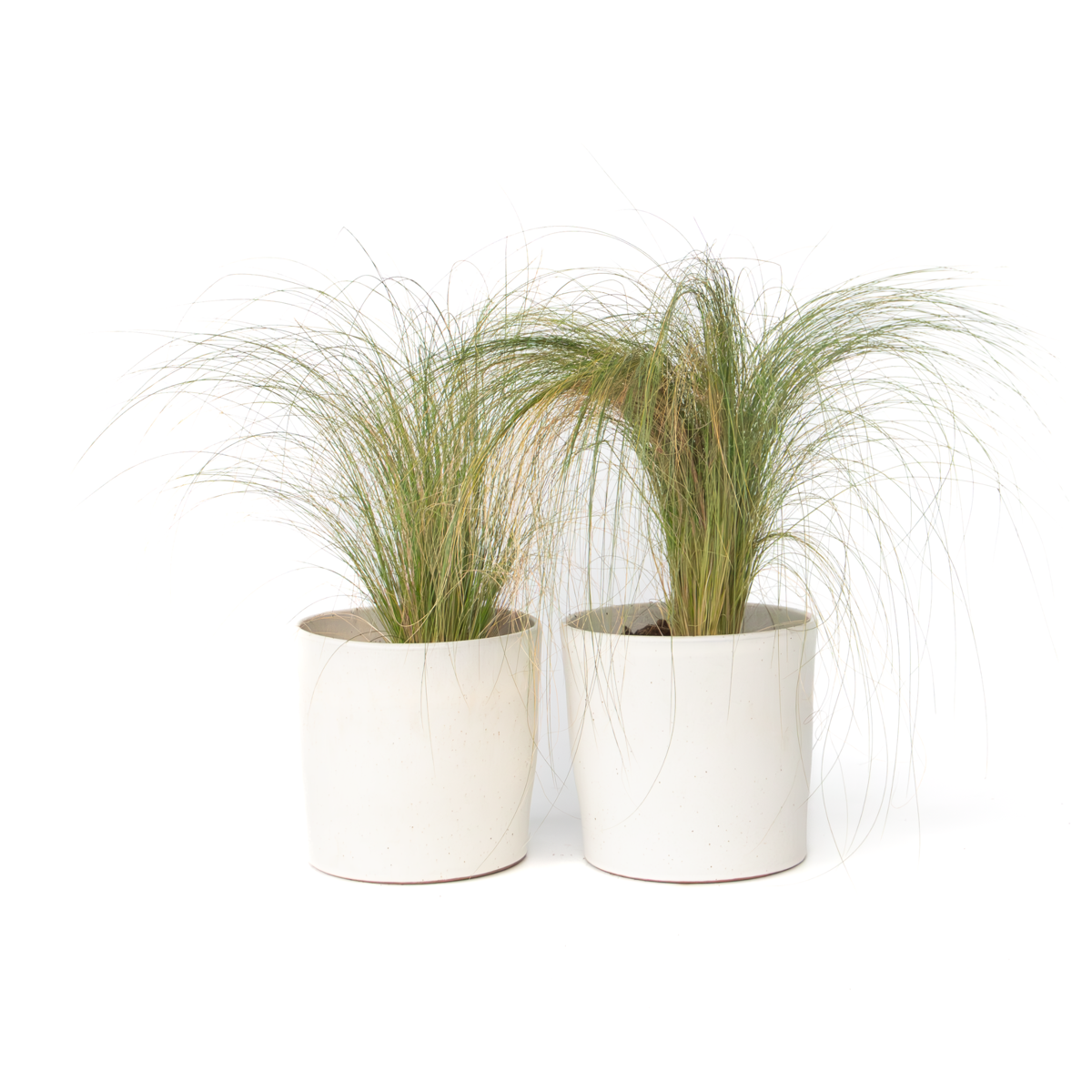 Feather grass - 2 pieces - Pennisetum 'Stipa' - Height 40-60cm - ⌀23cm