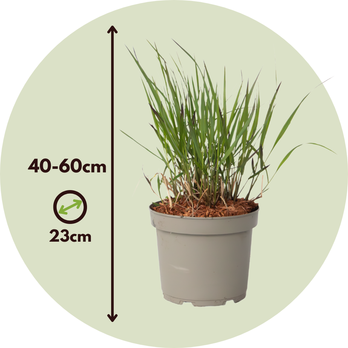 Switchgrass - 2 pieces - Panicum Virgatum 'Squaw' - Height 40-60cm - ⌀23cm
